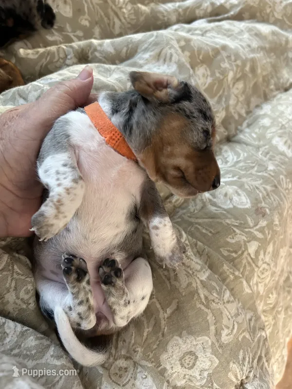 Reba – Miniature Dachshund puppy for sale in Monticello, MN