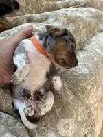 Reba, a female Miniature Dachshund for sale in Monticello, MN – 1 of 4