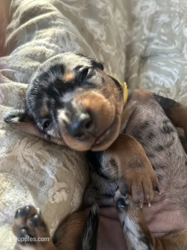 Patsy – Miniature Dachshund puppy for sale in Monticello, MN