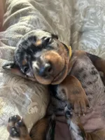 Patsy, a female Miniature Dachshund for sale in Monticello, MN – 1 of 3
