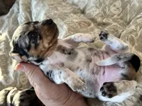 Loretta, a female Miniature Dachshund for sale in Monticello, MN – 3 of 4