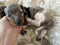 Reba, a female Miniature Dachshund for sale in Monticello, MN – 4 of 4