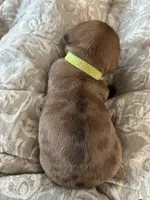 Tanya, a female Miniature Dachshund for sale in Monticello, MN – 5 of 5