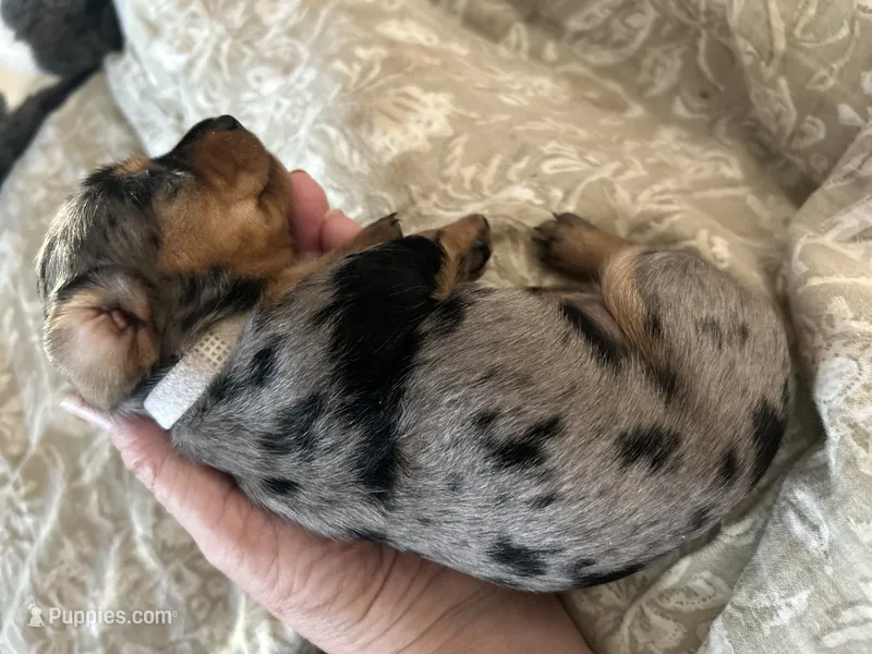 Dolly – Miniature Dachshund puppy for sale in Monticello, MN