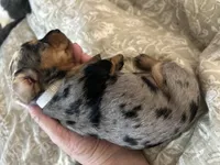 Dolly, a female Miniature Dachshund for sale in Monticello, MN – 1 of 4