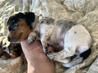 Loretta, a female Miniature Dachshund for sale in Monticello, MN – 2 of 4