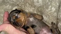 Dolly, a female Miniature Dachshund for sale in Monticello, MN – 2 of 4