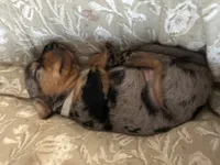 Dolly, a female Miniature Dachshund for sale in Monticello, MN – 3 of 4