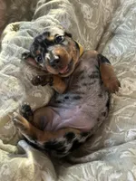 Patsy, a female Miniature Dachshund for sale in Monticello, MN – 2 of 3
