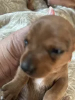 Tanya, a female Miniature Dachshund for sale in Monticello, MN – 2 of 5