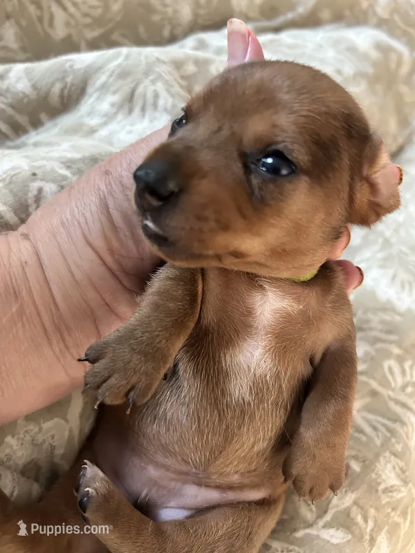 Tanya – Miniature Dachshund puppy for sale in Monticello, MN