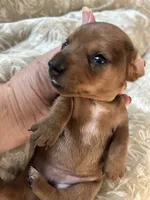 Tanya, a female Miniature Dachshund for sale in Monticello, MN – 1 of 5