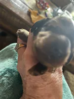 Dobby , a male Miniature Dachshund for sale in Monticello, MN – Photo 5 of 6