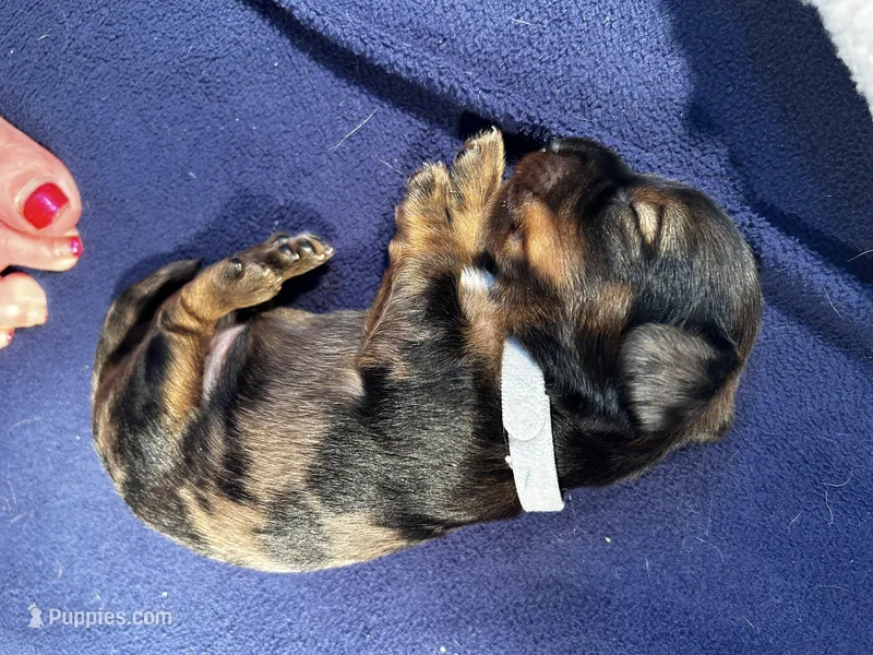 Dobby  – Miniature Dachshund puppy for sale in Monticello, MN