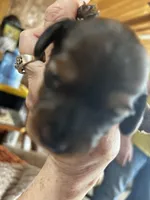 Dobby , a male Miniature Dachshund for sale in Monticello, MN – Photo 4 of 6