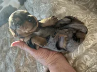 Dolly, a female Miniature Dachshund for sale in Monticello, MN – 4 of 4