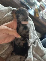 Annie, a female Miniature Dachshund for sale in Monticello, MN – Photo 5 of 8