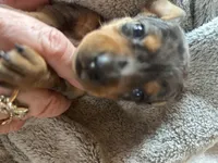 Annie, a female Miniature Dachshund for sale in Monticello, MN – Photo 6 of 8