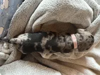 Annie, a female Miniature Dachshund for sale in Monticello, MN – Photo 8 of 8