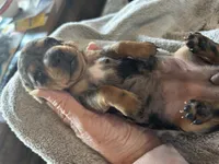 Annie, a female Miniature Dachshund for sale in Monticello, MN – Photo 2 of 8