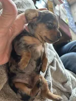 Annie, a female Miniature Dachshund for sale in Monticello, MN – Photo 4 of 8