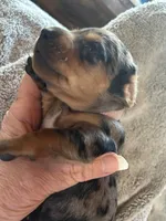 Annie, a female Miniature Dachshund for sale in Monticello, MN – Photo 3 of 8