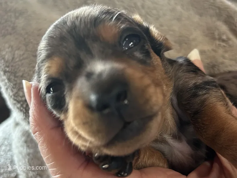 Annie – Miniature Dachshund puppy for sale in Monticello, MN