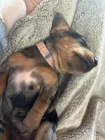 Annie, a female Miniature Dachshund for sale in Monticello, MN – Photo 7 of 8