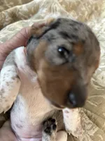 Reba, a female Miniature Dachshund for sale in Monticello, MN – 3 of 4