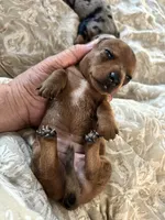 Tanya, a female Miniature Dachshund for sale in Monticello, MN – 4 of 5