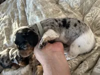 Loretta, a female Miniature Dachshund for sale in Monticello, MN – 4 of 4