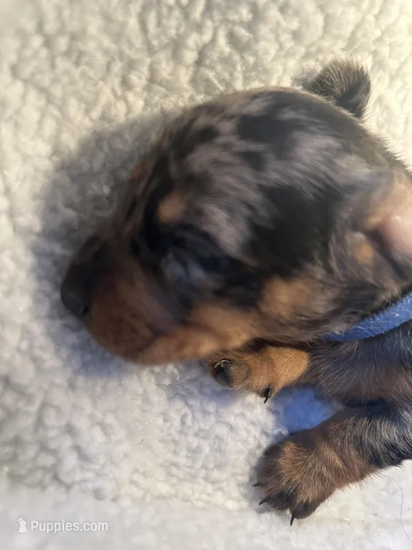 Abraham – Miniature Dachshund puppy for sale in Monticello, MN