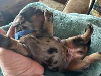 Abraham, a male Miniature Dachshund for sale in Monticello, MN – Photo 4 of 9