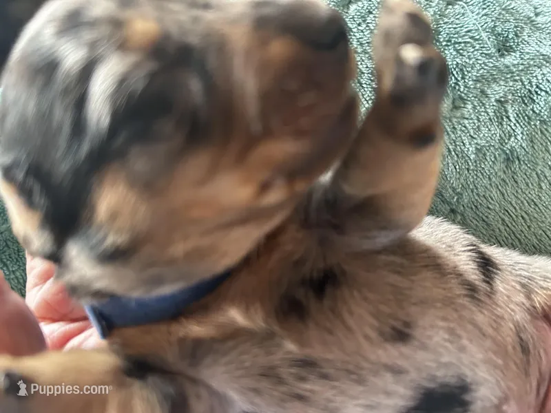 Abraham – Miniature Dachshund puppy for sale in Monticello, MN