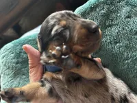 Abraham, a male Miniature Dachshund for sale in Monticello, MN – Photo 5 of 9