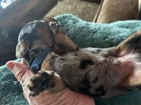 Abraham, a male Miniature Dachshund for sale in Monticello, MN – Photo 6 of 9
