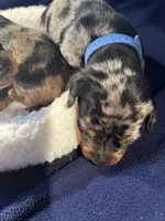 Abraham, a male Miniature Dachshund for sale in Monticello, MN – Photo 3 of 9