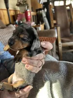 Dolly, a female Miniature Dachshund for sale in Monticello, MN – Photo 4 of 5