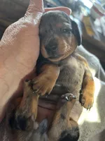 Dolly, a female Miniature Dachshund for sale in Monticello, MN – Photo 2 of 5