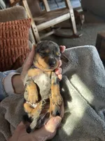 Dolly, a female Miniature Dachshund for sale in Monticello, MN – Photo 5 of 5