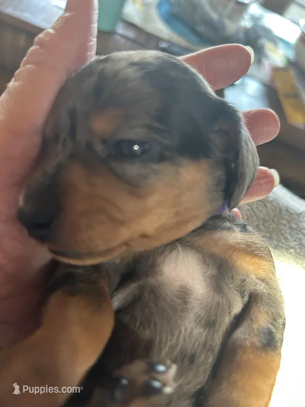 Dolly – Miniature Dachshund puppy for sale in Monticello, MN