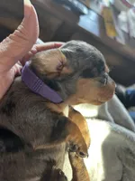 Dolly, a female Miniature Dachshund for sale in Monticello, MN – Photo 3 of 5