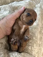Tanya, a female Miniature Dachshund for sale in Monticello, MN – 3 of 5