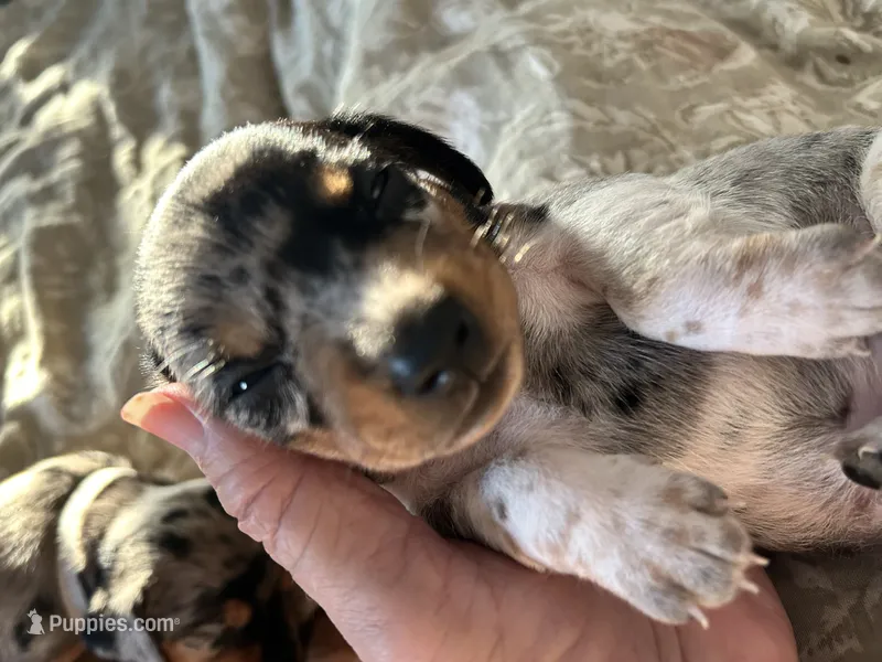 Loretta – Miniature Dachshund puppy for sale in Monticello, MN