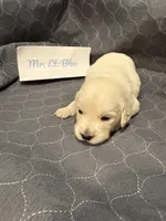 “Miles” Mr Lt. Blue, a male Golden Retriever for sale in Galveston, IN – Photo 4 of 7