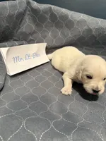 “Miles” Mr Lt. Blue, a male Golden Retriever for sale in Galveston, IN – Photo 6 of 7