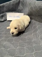 “Miles” Mr Lt. Blue, a male Golden Retriever for sale in Galveston, IN – Photo 3 of 7