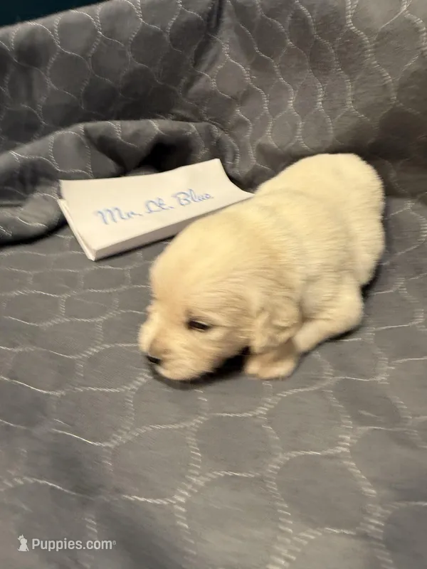 “Miles” Mr Lt. Blue, a male Golden Retriever for sale in Galveston, IN – Photo 1 of 7