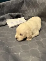 “Miles” Mr Lt. Blue, a male Golden Retriever for sale in Galveston, IN – Photo 1 of 7