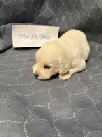 “Miles” Mr Lt. Blue, a male Golden Retriever for sale in Galveston, IN – Photo 7 of 7